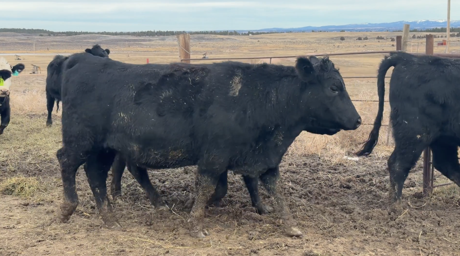 PAIRS NOW FOR A JUNE 15th DELIVERY.-CP1212A5